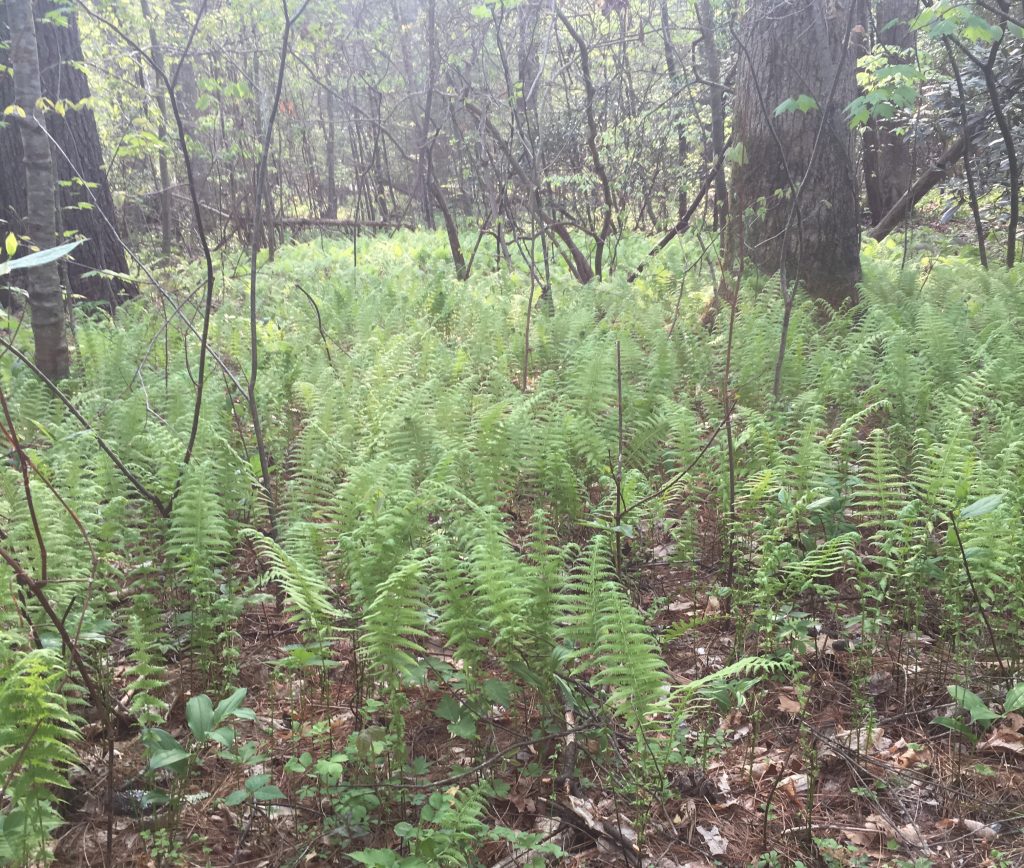 ferns